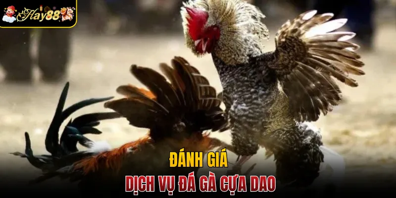 Đánh giá dịch vụ đá gà cựa dao