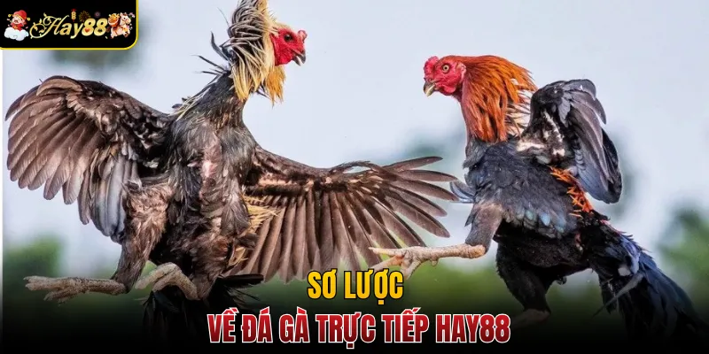 Sơ lược về đá gà trực tiếp Hay88
