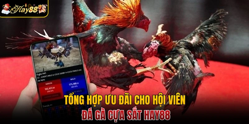 Tổng hợp ưu đãi cho hội viên đá gà cựa sắt Hay88